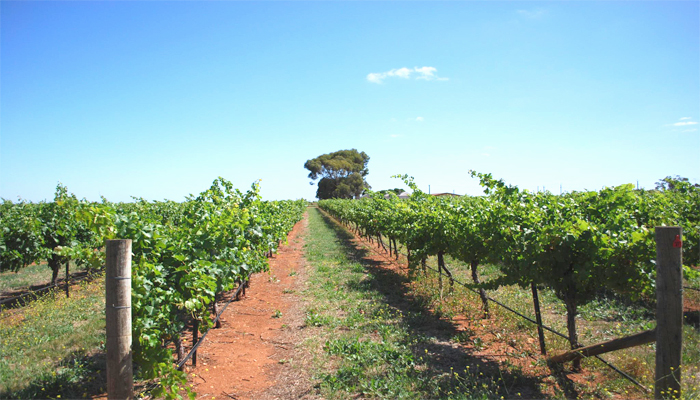 Coonawarra Wine Region